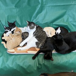 名古屋市緑区猫の譲渡会 サムネイル2