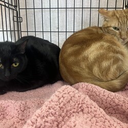 名古屋市緑区猫の譲渡会 サムネイル3