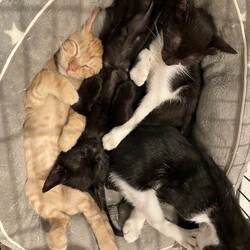 名古屋市緑区イオン大高譲渡会 サムネイル2