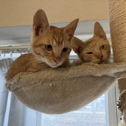 名古屋市緑区イオン大高譲渡会 サムネイル3