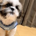 [交渉中のため募集一時停止中]人懐っこいシーズー