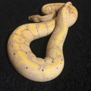 ボールパイソン　バナナ