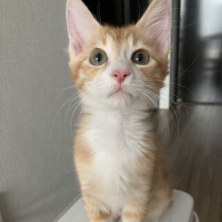 【2/23芝浦】とても甘えん坊！やんちゃならんま