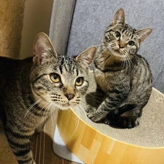 【4/13麻布十番】お利口さん初心者も飼いやすい◎