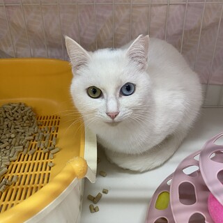 オッドアイの白猫『ココ』