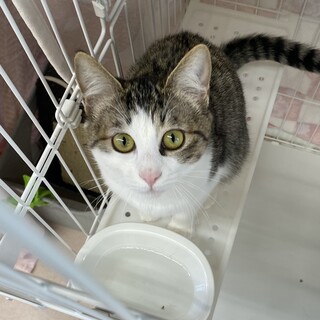 ナデナデ好き♡なキジ白『コリン』