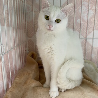 ゴロゴロ甘える白猫『リリー』