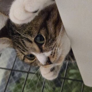 【2/23芝浦】初心者向き◎穏やか甘えん坊のリリ