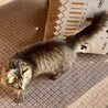 家族が決まりました☺︎ サムネイル3