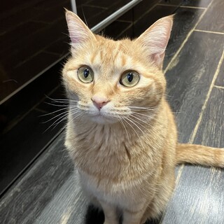 甘えん坊な茶トラ　5歳2ヶ月　男の子