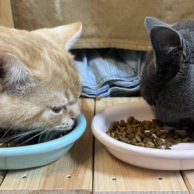 キャラピノのカバー写真
