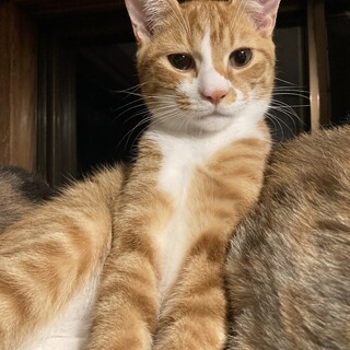 安心安全なずっとのおうちを虎次郎へ