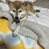 の写真