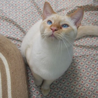 【4/13麻布十番】甘えん坊が加速！アクア