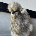 アメリカンシルキーのメス 