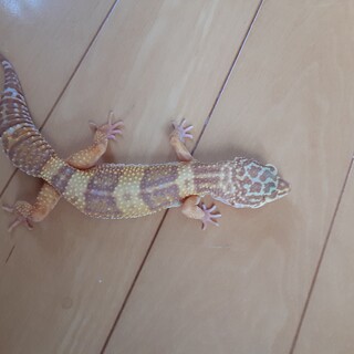 ヒョウモントカゲモドキ(レオパードゲッコー)