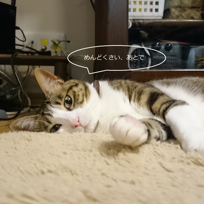 しにくのカバー写真