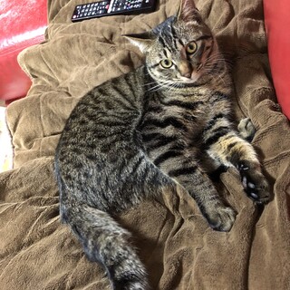 甘えん坊のキジトラ　にゃん吉くん