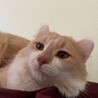 里親様 決定致しました。 サムネイル2