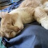 里親様 決定致しました。 サムネイル3