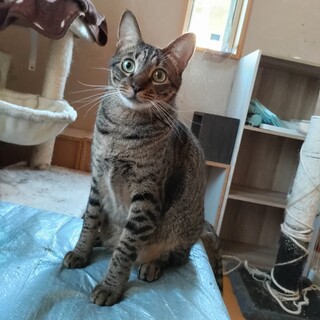 人なつこいりんご猫「はなまる」くん