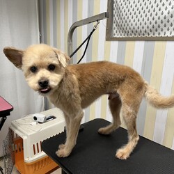 犬猫譲渡会～あなたの家族になりたい～　　　　　 サムネイル2