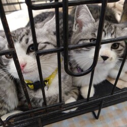 犬猫譲渡会～あなたの家族になりたい～　　　　　 サムネイル3