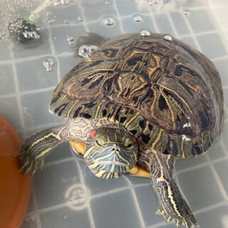 アカミミガメ の飼育して頂ける方