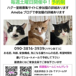 赤羽保護猫譲渡会（赤羽駅徒歩10分）