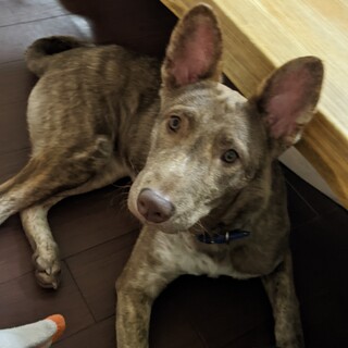 賢い翔。お散歩大好き！