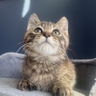 早期去勢手術済✿かまってちゃんの新君3ヶ月