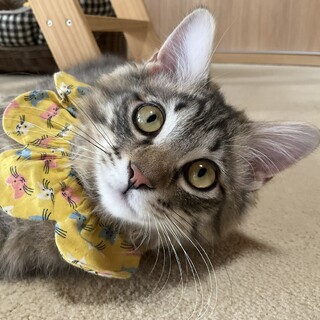 美しい半長毛のキジトラボーイ、甘えん坊のたらです♡