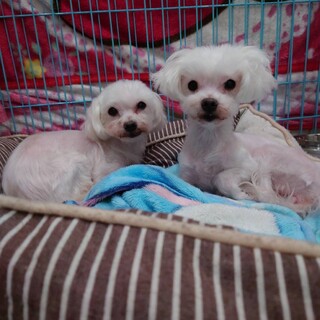 性格良すぎる♡マルチーズ親子