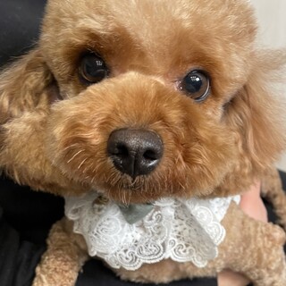 トイプードル/3歳/女の子