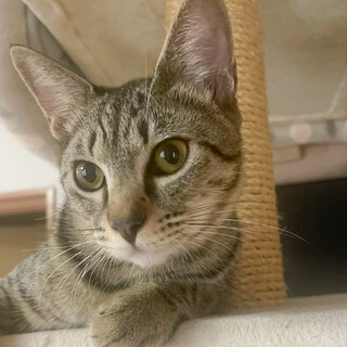 小柄でcuteなキジトラ❤️ちぃ