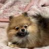 うにまるまる
