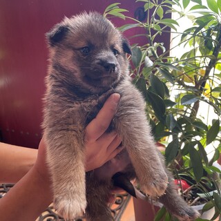 1か月の女の子『チャーム』ちゃん