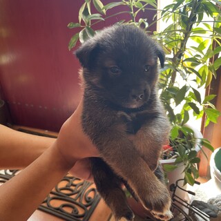 1か月の女の子『ポイン』ちゃん