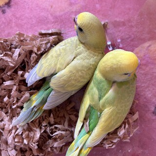 仲良し2羽天使❣️一緒のご縁を✨