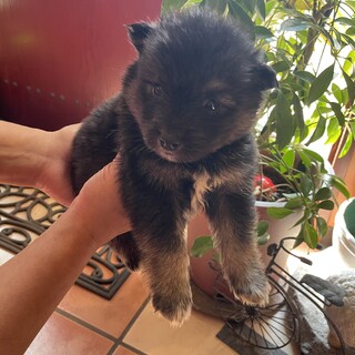 1か月の女の子『きょう』ちゃん