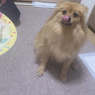 募集停止 ポメラニアン×チワワ オレンジ 女の子