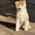 おとなしく飼いやすい秋田犬の男の子です