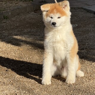おとなしく飼いやすい秋田犬の男の子です