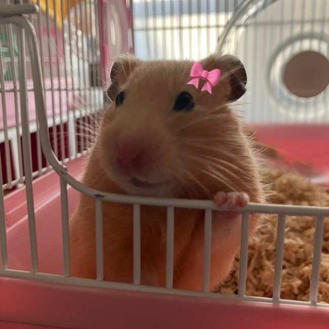 しらすのこいめのこいめのカバー写真