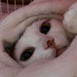 函館市　三毛猫の優しい女子（とび三毛）