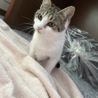 遊びたくて仕方ないキジ白ちゃん♡