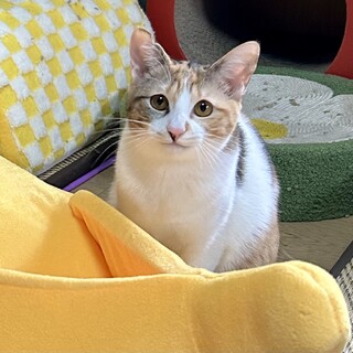 大人しく可愛い三毛の子猫ちゃん