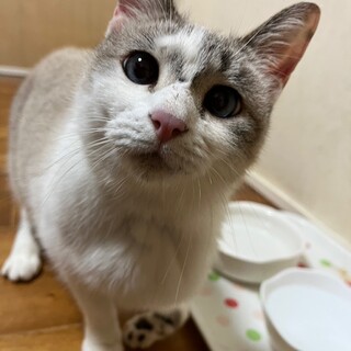 前足が不自由なむぎちゃん
