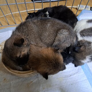 １ヶ月ぐらいの子達