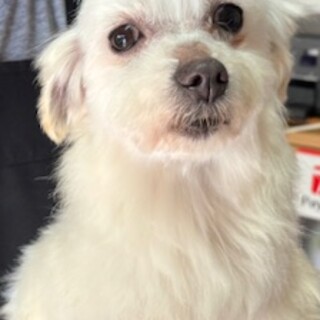 新しい家族を募集します！